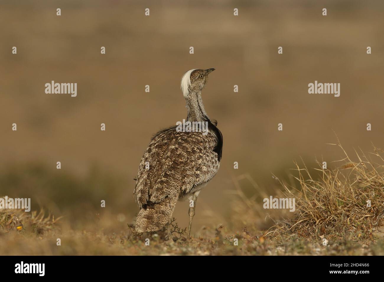 Houbara bustard auf den Ebenen von Lanzarote, wo sie von den Strafverfolgungsbehörden der Inseln geschützt werden. Auf den Inseln scheinen sie zahlenstabil zu sein. Stockfoto