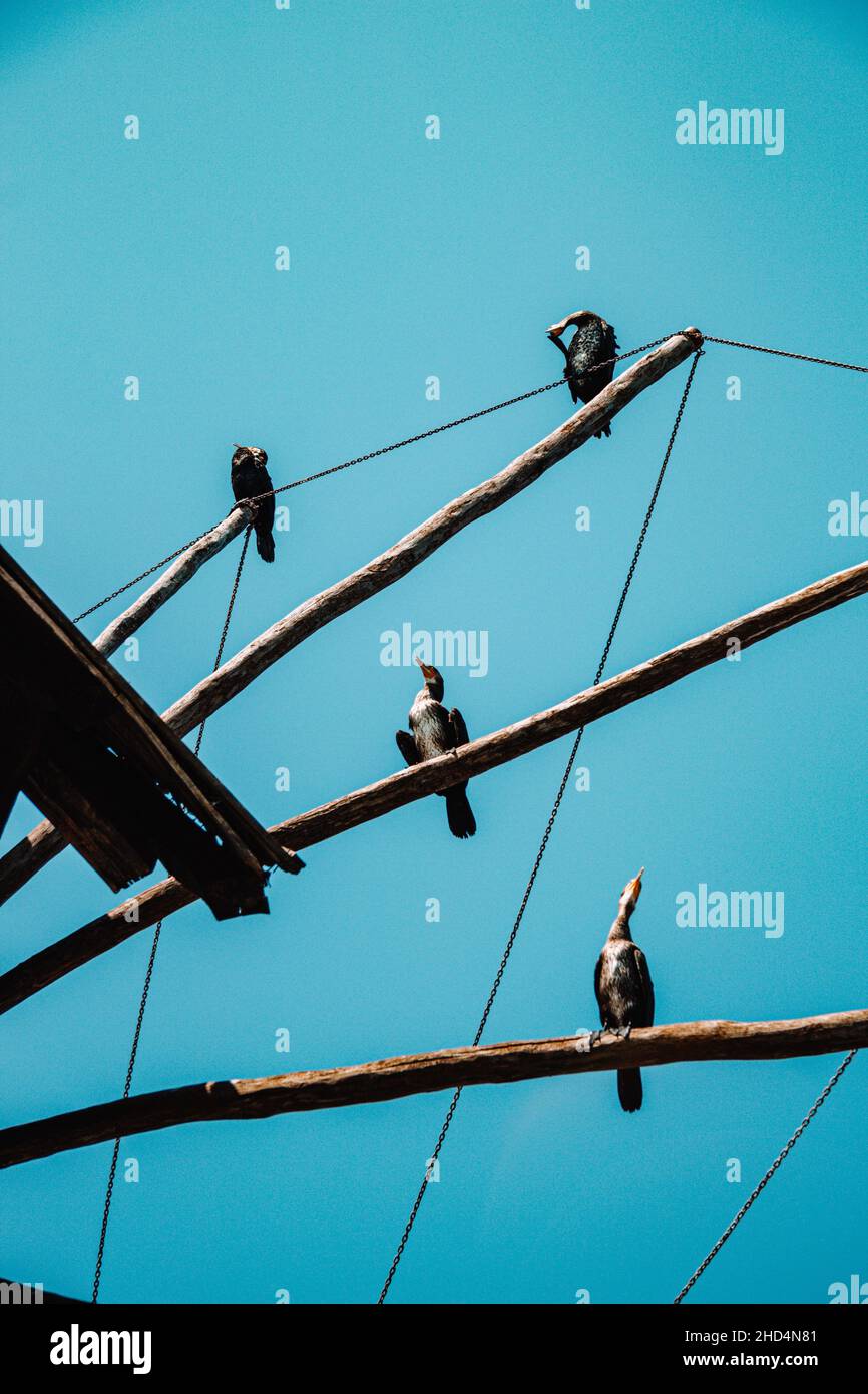 Low-Angle-Aufnahme von Drachenvögeln, die auf Holzstämmen einer alten Mühle thront Stockfoto