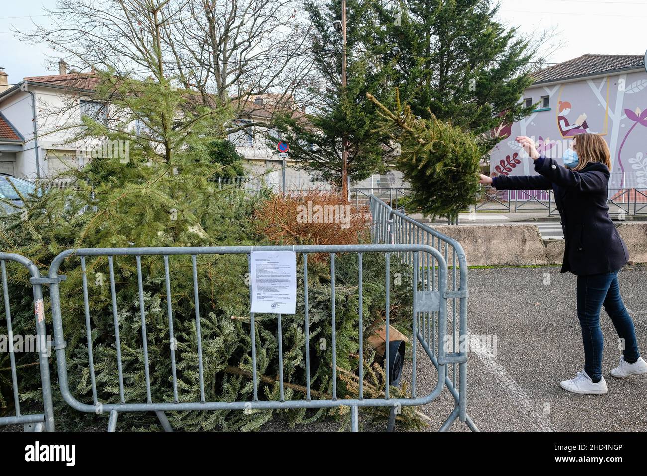 Ste Foy les Lyon (Frankreich), 3. Januar 2022. Eine Frau wirft ihren Weihnachtsbaum nach der Weihnachtszeit an einer Sammelstelle weg. Stockfoto