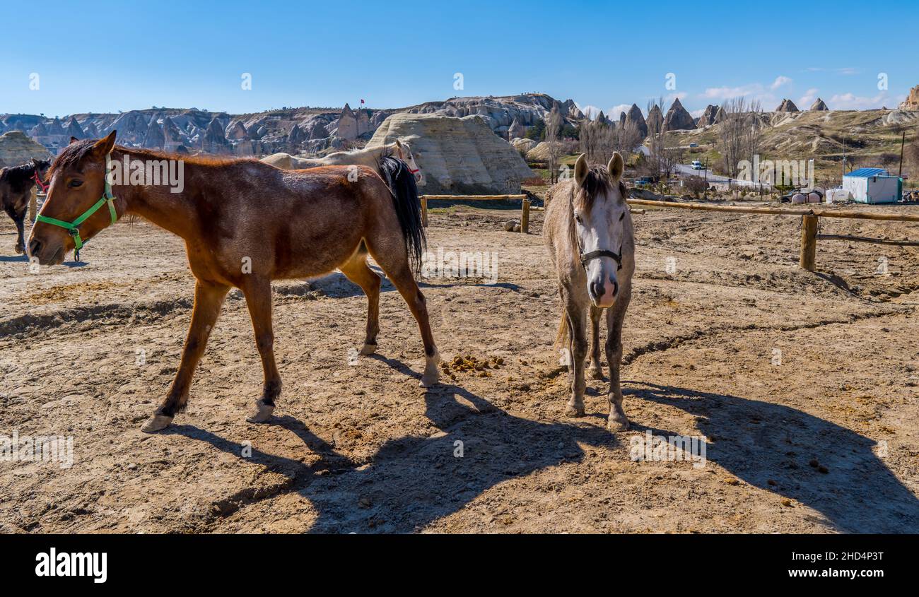 Schöne Aussicht auf eine Pferdeherde auf einem Bauernhof in der Nähe von Goreme, Kappadokien, Türkei Stockfoto