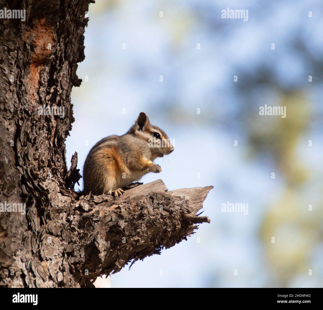 Nahaufnahme eines niedlichen Chipmunks, der auf einem umgestürzten Baum sitzt, mit verschwommenem Hintergrund Stockfoto