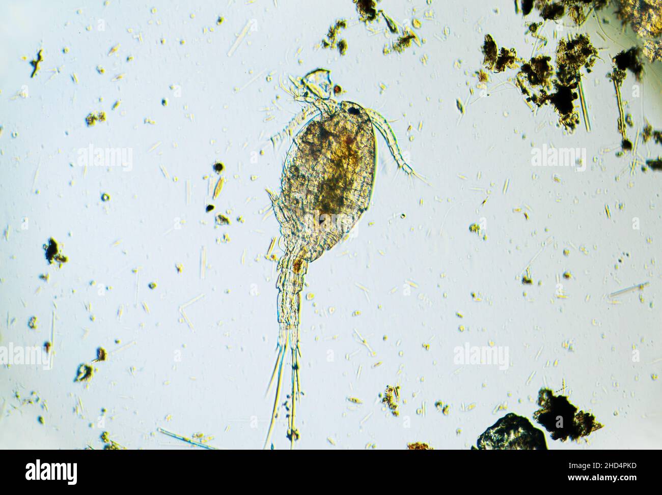 Copepod Cyclops ist ein kleines Krustentier, das im Süßwasserteich gefunden wird. Zooplankton, Mikrokrebse unter dem Lichtmikroskop. Vergrößerung von 100 mal, mi Stockfoto