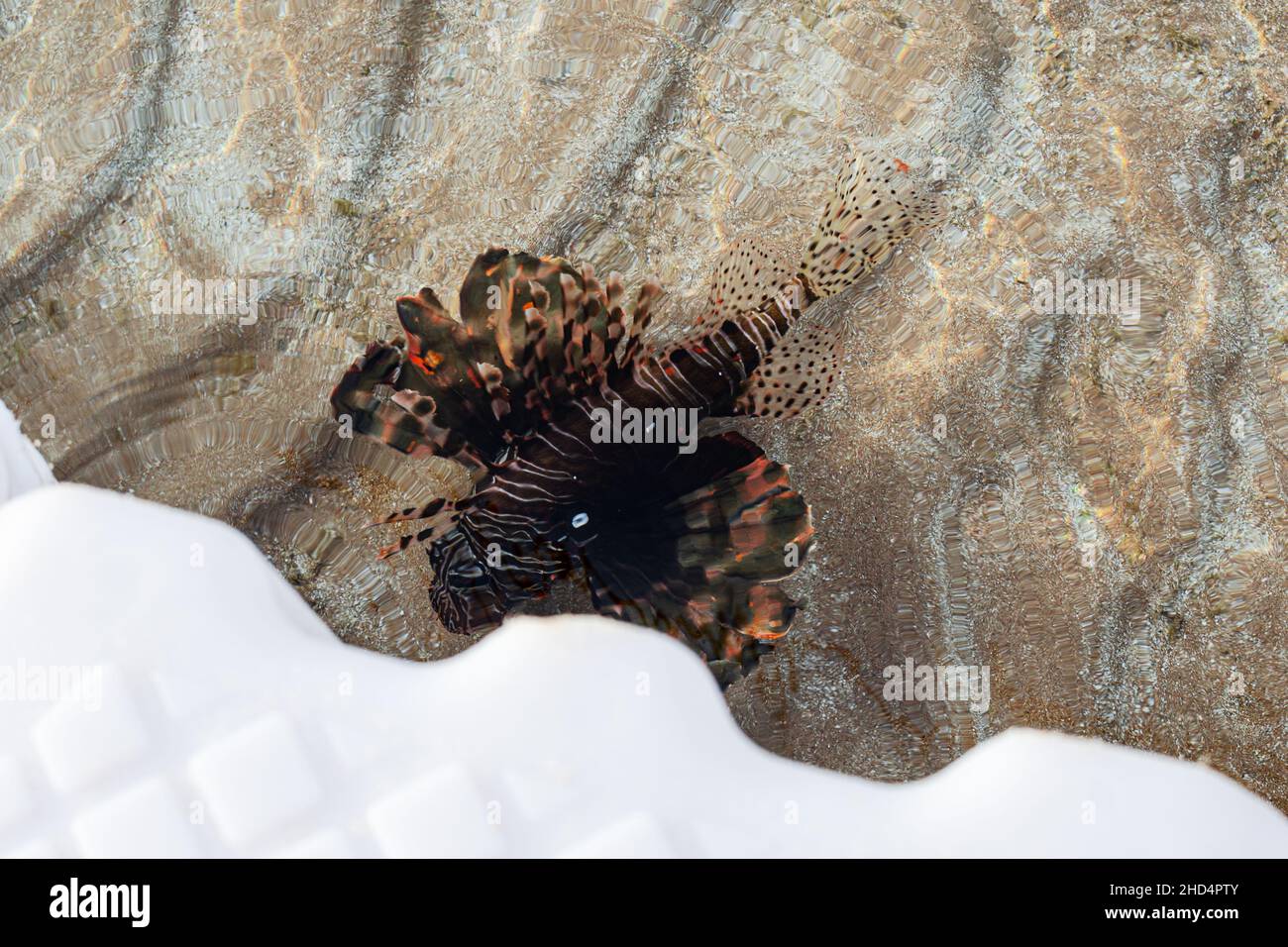 Lionfische schwimmen am Ponton im seichten Wasser, Ägypten Rotes Meer, eine Art Knochenfisch Ostechthyes, Scorpaenidae Stockfoto