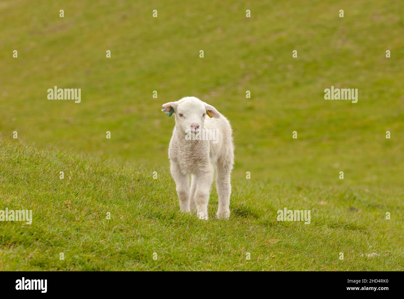 Süßes, junges Lamm, das im Frühling verloren aussieht und mit Ohrmarken und Ohrkerbe im rechten Ohr nach vorne auf der grünen Weide blickt. Sauberer, grüner Hintergrund Stockfoto