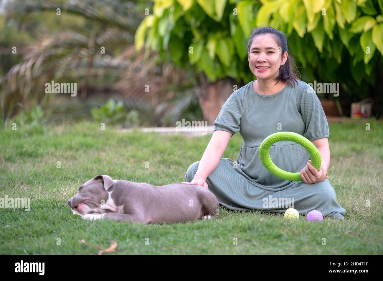 Hund Mama glücklich schwanger spielen auf Gras, Welpen Hund geschnitten und lustig, amerikanischen Bully Hund, Welpe Hund Stockfoto