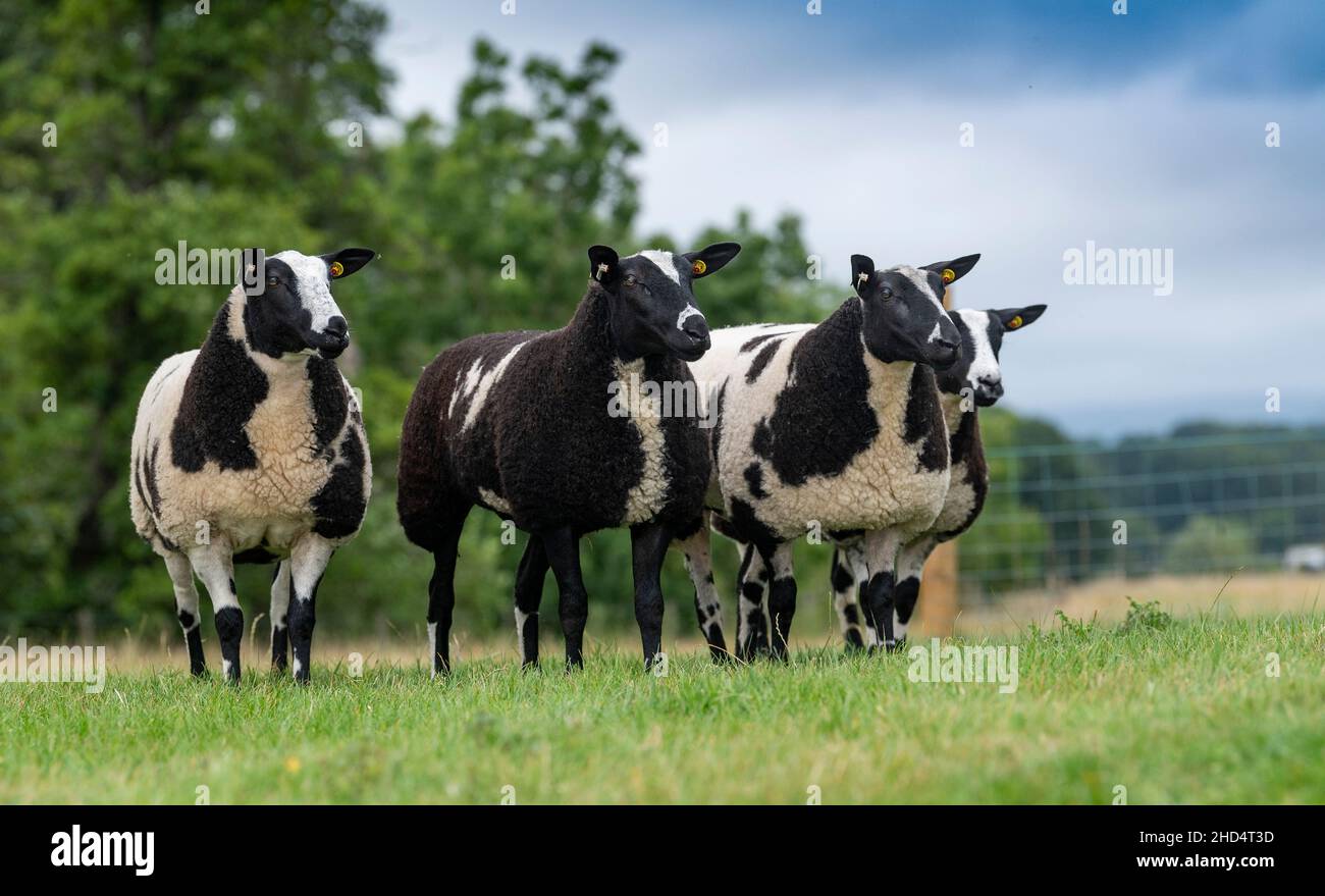 Kleine Schar holländischer Spotted gimmer-Schimmer. Cumbria, Großbritannien. Stockfoto