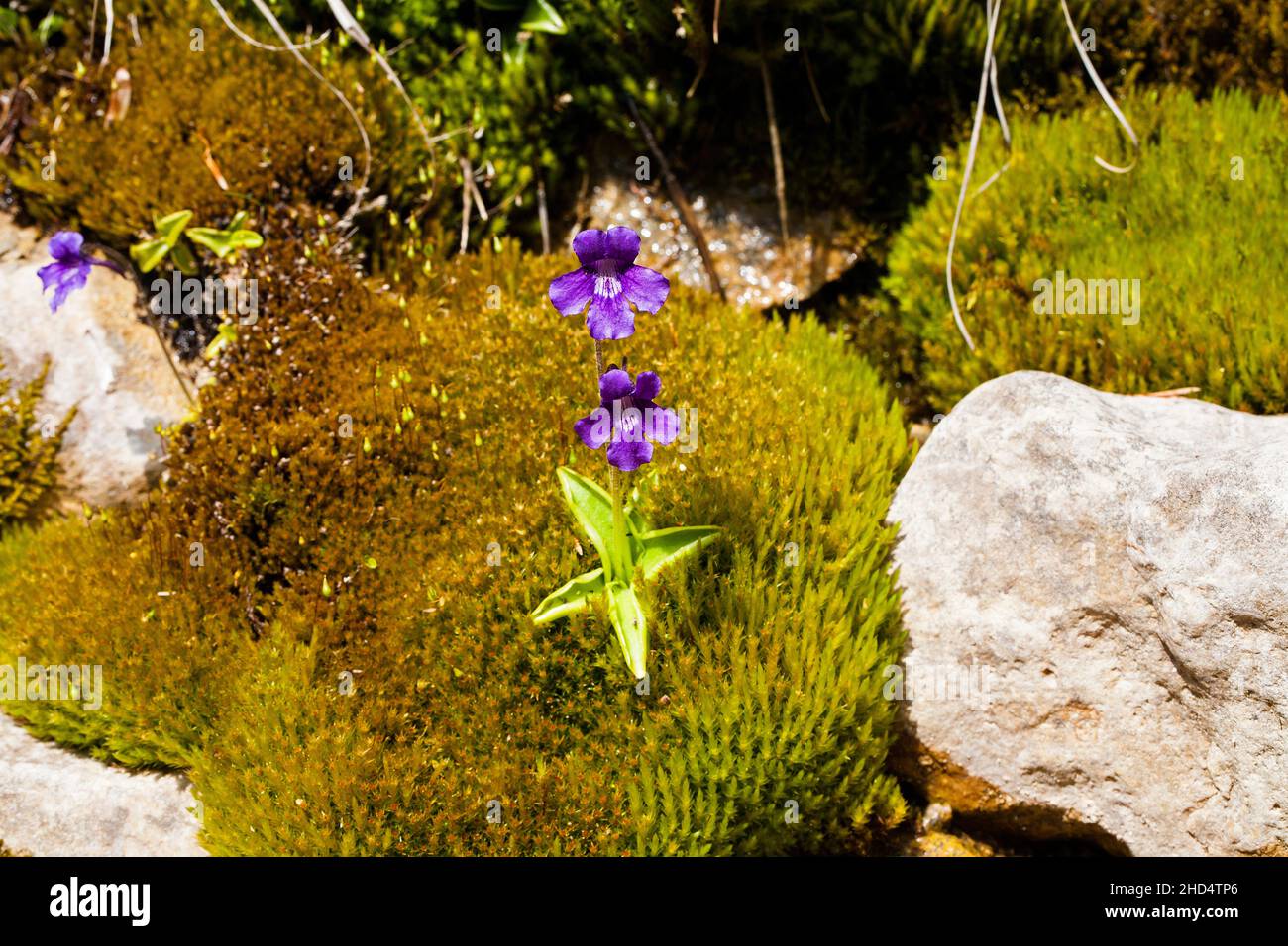 Großblütige Butterwürze Penguicula grandiflora wächst durch Moos Valley de Combeau Vercors Regional Natural Park Vercors Frankreich Stockfoto