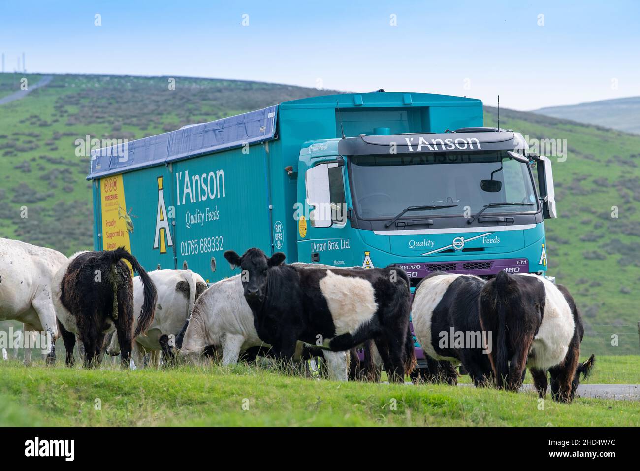 Landwirtschaftliche Futterwagen auf Moor, umgeben von einheimischen Rindern. Malham Moor, North Yorkshire, Großbritannien. Stockfoto