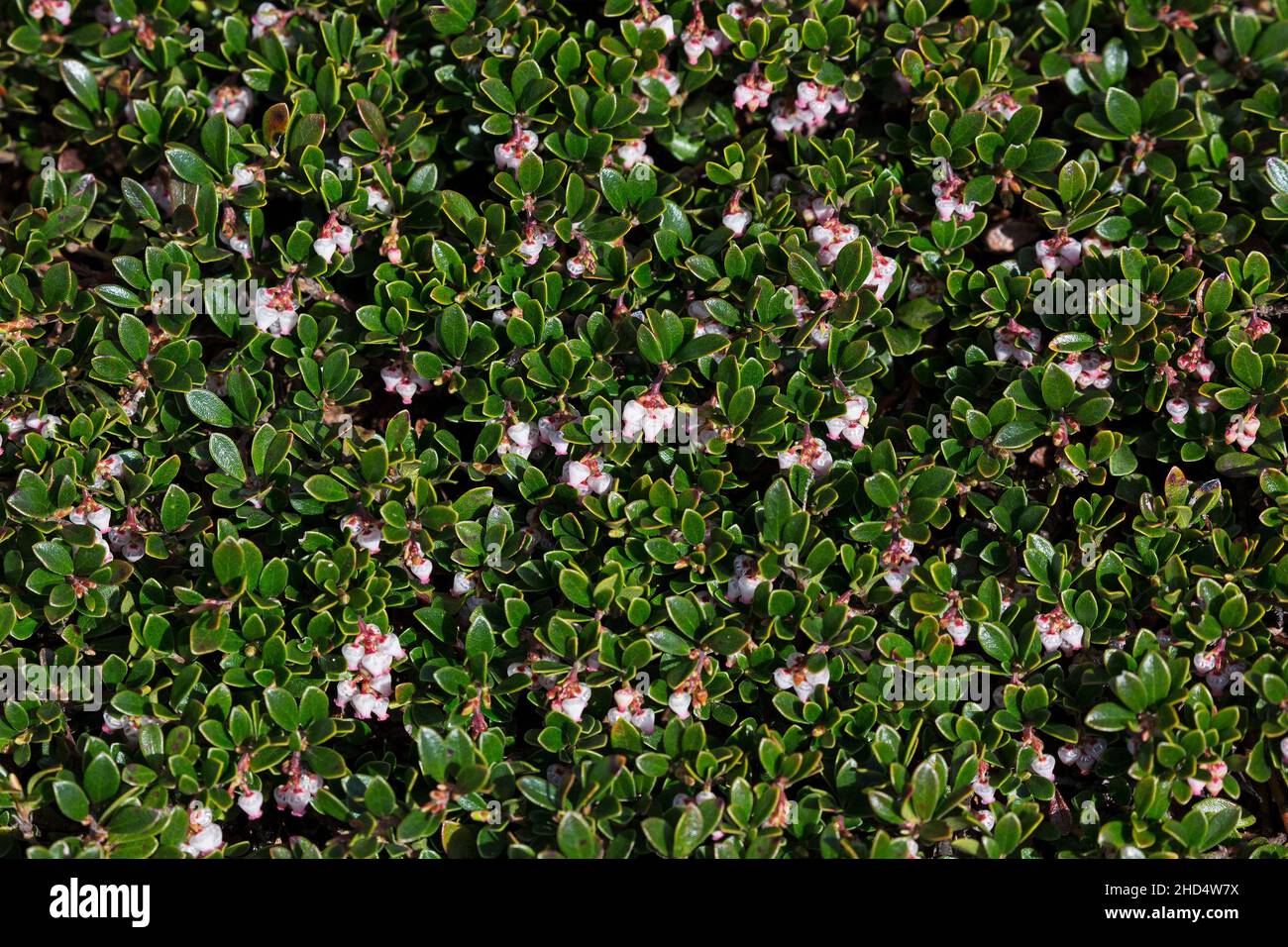 Alpine Bearberry Arctostophylos uva-ursa wächst in der Nähe von Lochindorb, Highland Region, Schottland, Großbritannien, Mai 2018 Stockfoto