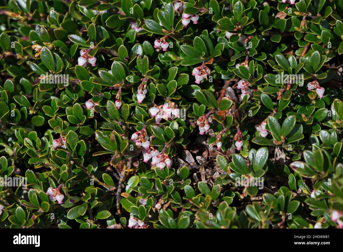 Alpine Bearberry Arctostophylos uva-ursa wächst in der Nähe von Lochindorb, Highland Region, Schottland, Großbritannien, Mai 2018 Stockfoto