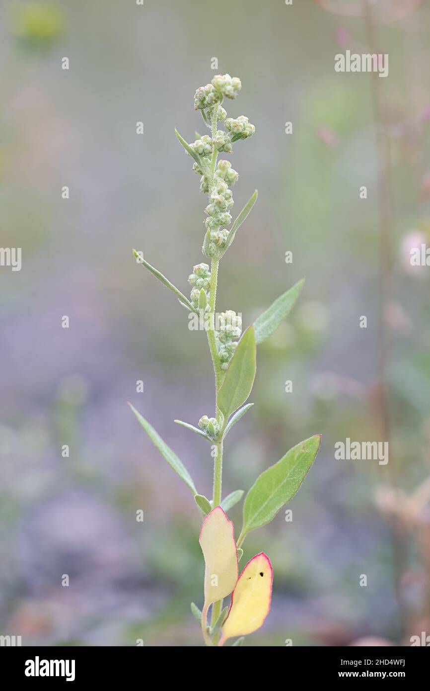 Chenopodium Album, allgemein bekannt als Fat Hen, Lambsquarters oder Latehousing Gänseblümchen, wilde Pflanze aus Finnland Stockfoto