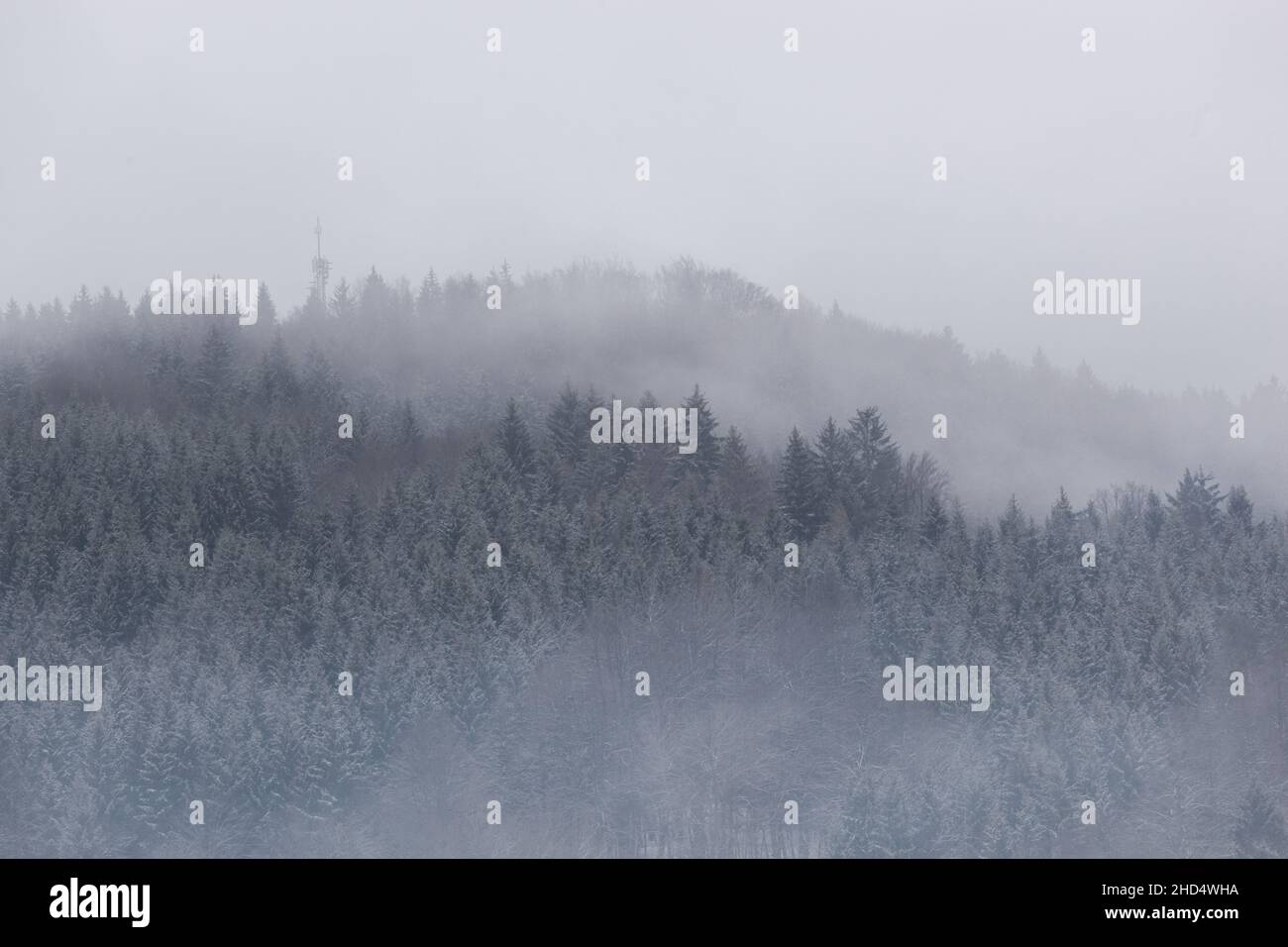 Ein Tannenwald in den Bergen wird teilweise durch den Nebel verdeckt. Die Zweige der Nadelbäume sind mit Schnee bedeckt. Die Farben sind metallisch. Stockfoto