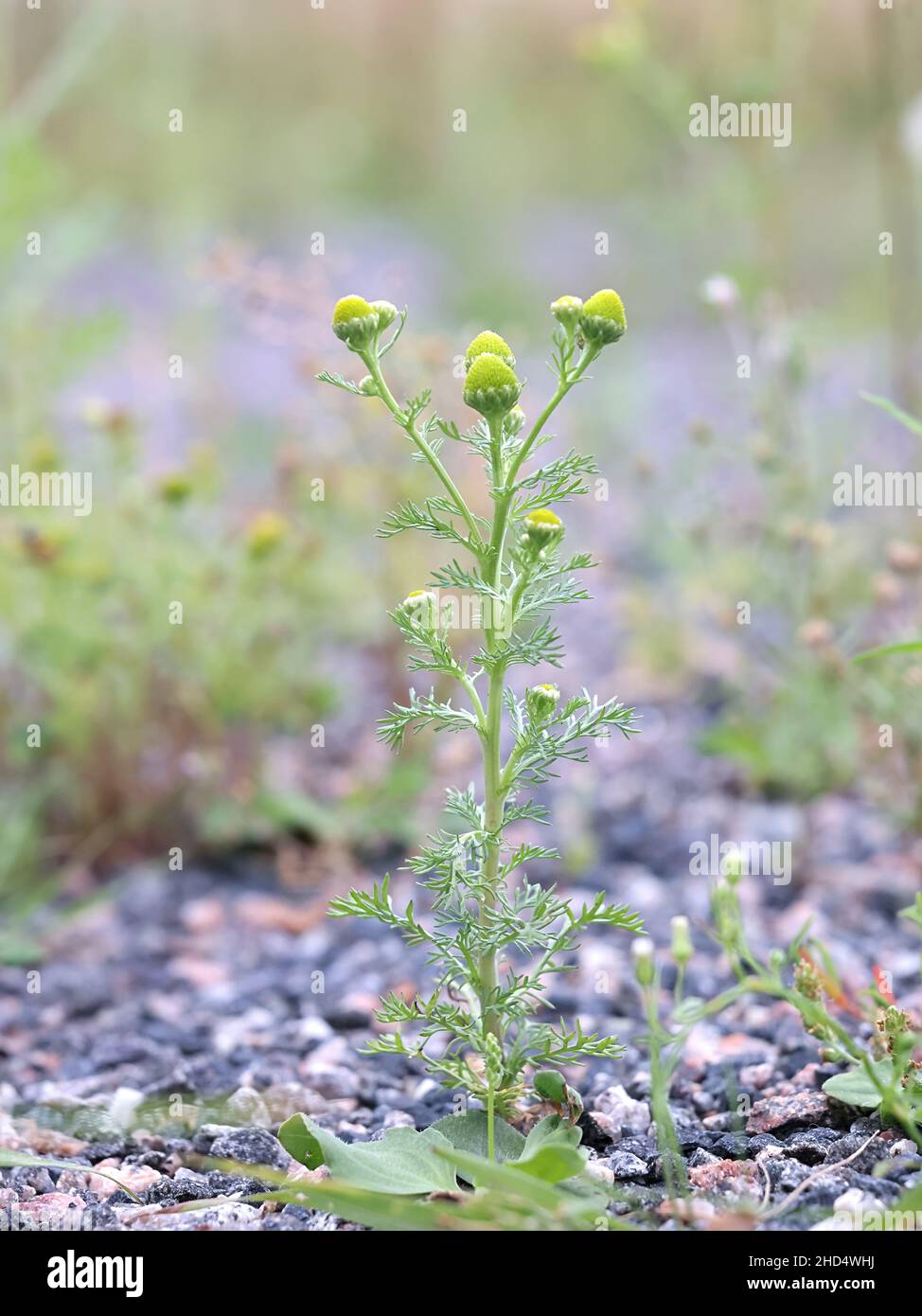 Matricaria discoidea, allgemein bekannt als Ananas-Mayweed, Disc Mayweed, Ananas-Weed, Ananas-Weed, Rayless Kamille, Rayless Mayweed oder Wild ch Stockfoto