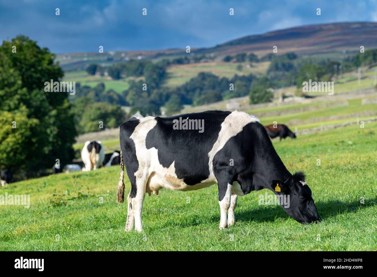 Schwarze und weiße Milchvieh grasen auf Hochland-Weideland in Swaledale bei Reeth, Großbritannien. Stockfoto