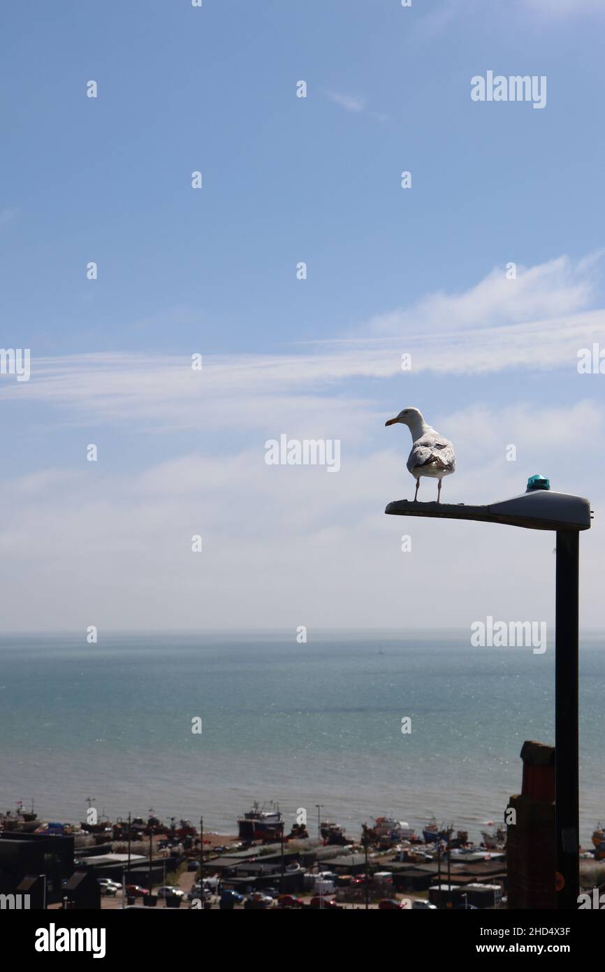 Eine Möwe mit Blick auf das Meer über Hastings Stockfoto