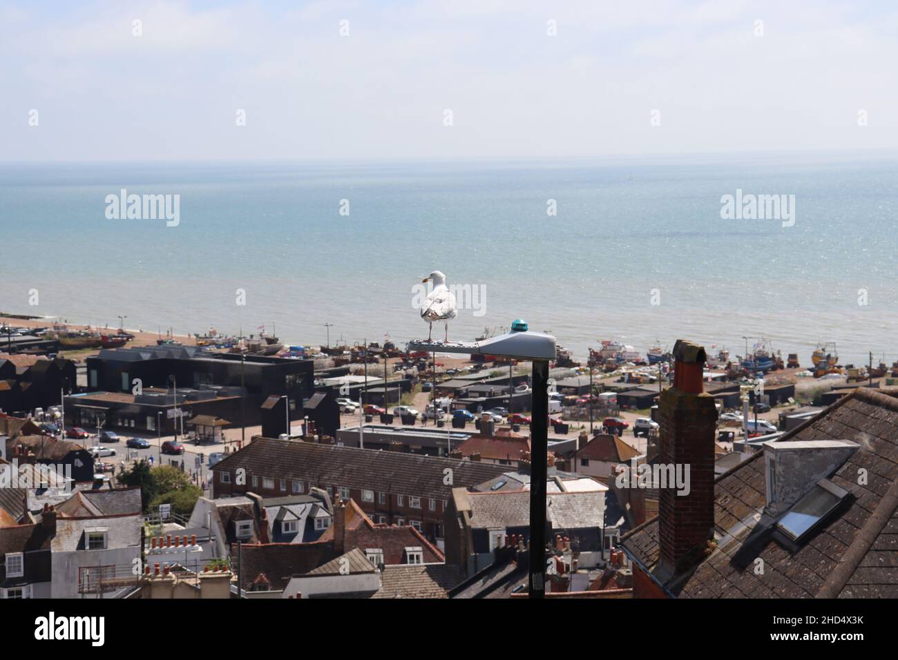 Eine Möwe mit Blick auf das Meer über Hastings Stockfoto