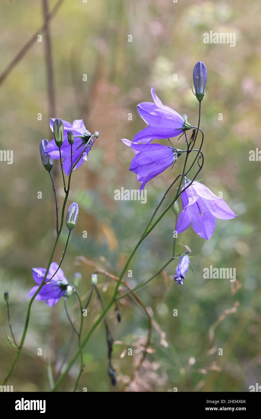 Campanula rotundifolia, allgemein bekannt als Harebell, Bluebell oder Bluebell Glockenblume, wilde Blume aus Finnland Stockfoto