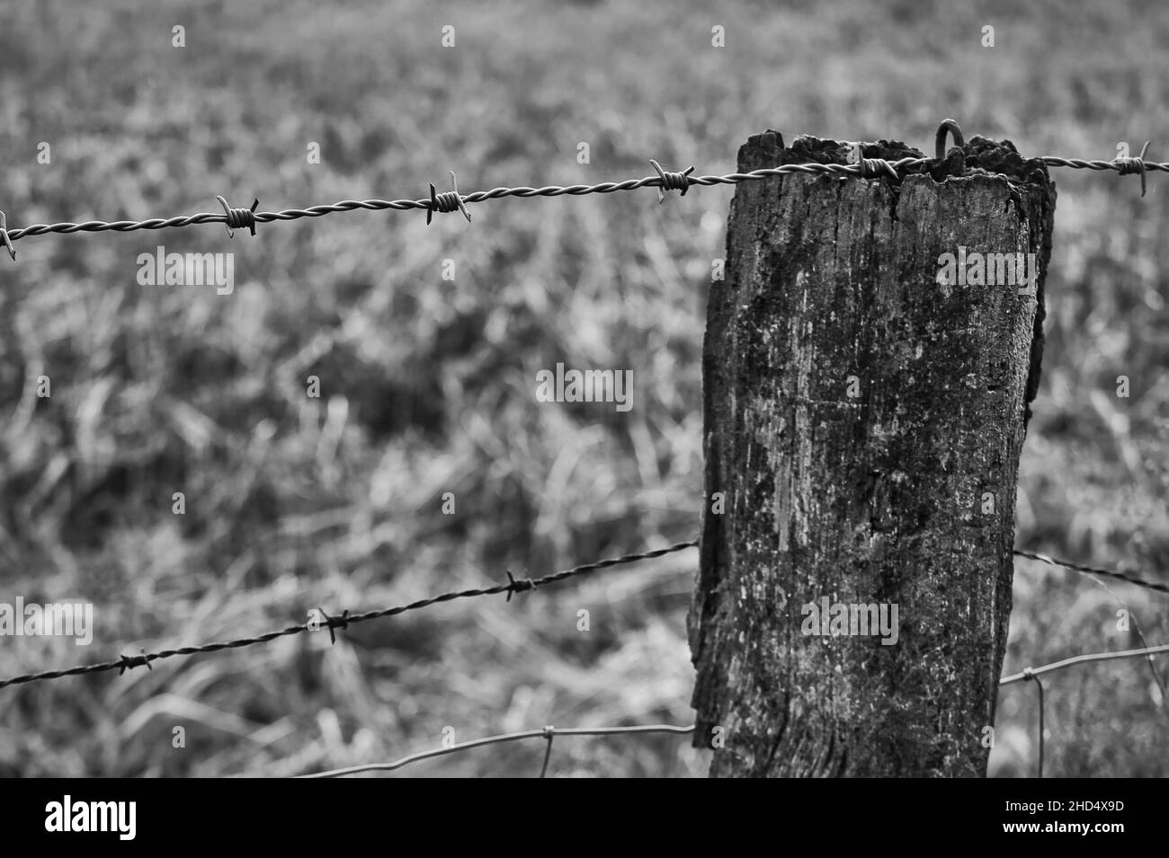 Alter Stacheldrahtzaun in schwarz weiß Stockfoto