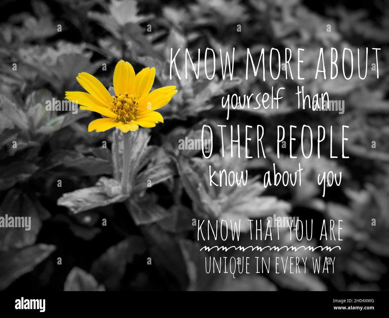 Motivation und inspirierende Zitate – Wissen Sie mehr über sich selbst als  andere Menschen über Sie wissen. Mit gelber Blume und dunklem Hintergrund  Stockfotografie - Alamy