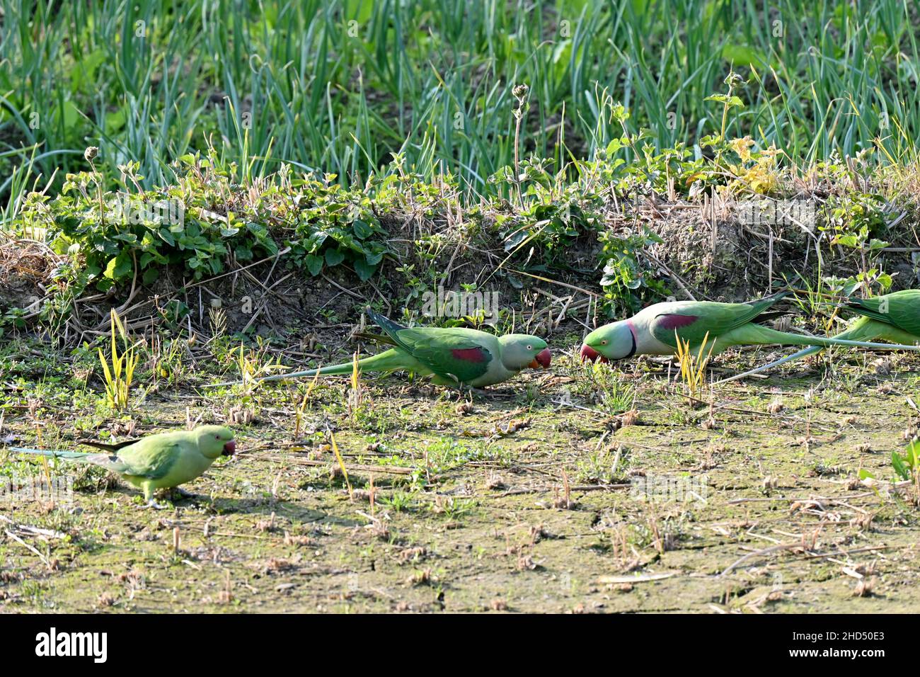 Nahaufnahme des Bündels grün rot Papagei Essen das Futterkorn in der Farm über aus Fokus grün braun Hintergrund. Stockfoto