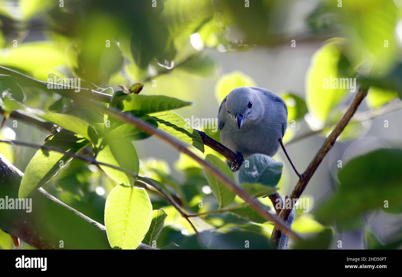 Valencia, Carabobo, Venezuela. 3rd Januar 2022. 03. Januar 2022. Ein Passerina Cyanea - Pale Fliesen oder einfach Azulejo, des Vogels gehört zur Kardinalfamilie, mit einer Körpermasse von 15 Gramm, Erwachsene erreichen 12 bis 13 Zentimeter.Foto: Juan Carlos HernÃndez (Bild: © Juan Carlos Hernandez/ZUMA Press Wire) Stockfoto