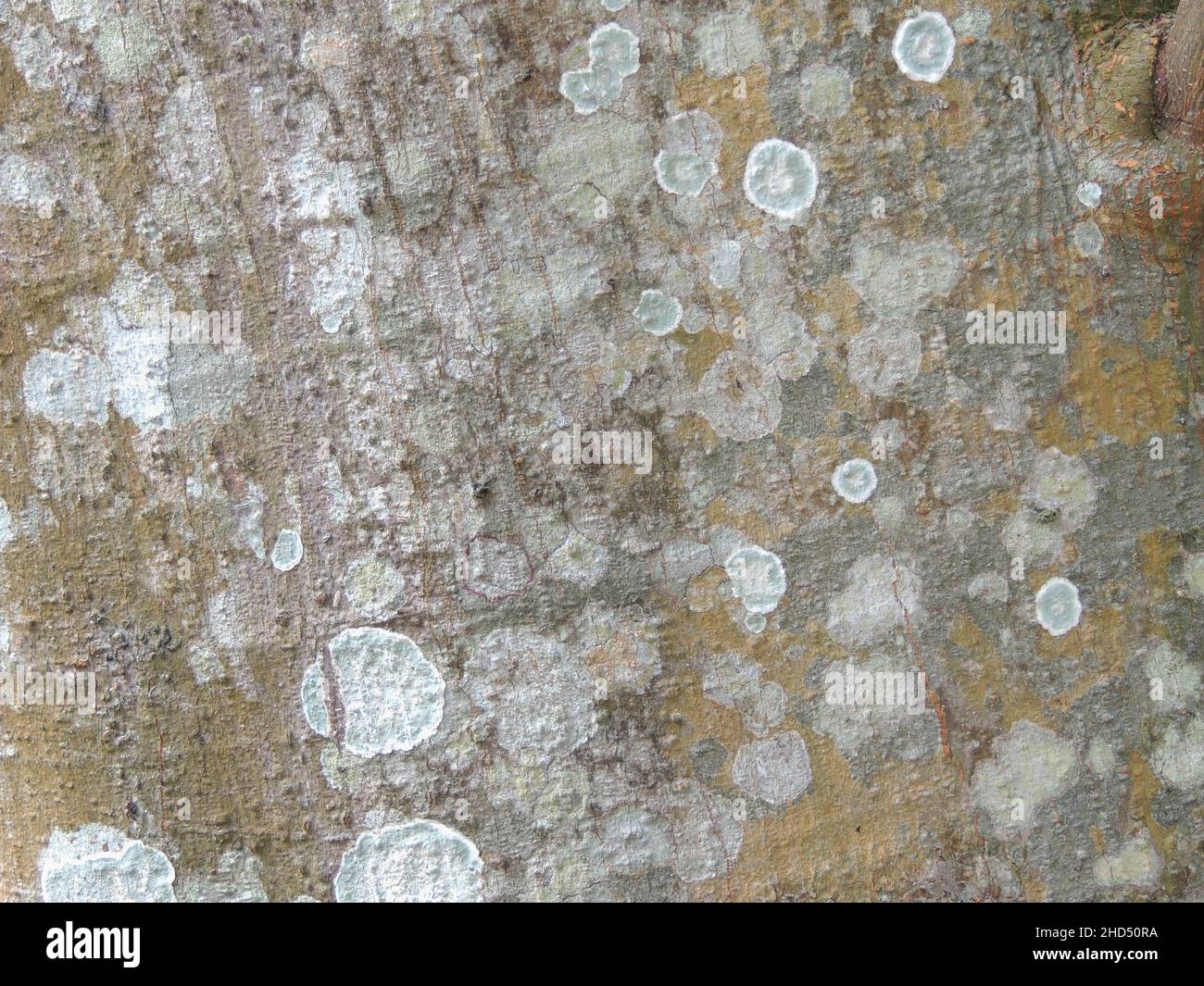 Nahaufnahme von weißen Farbflecken auf einer Baumrinde Stockfoto
