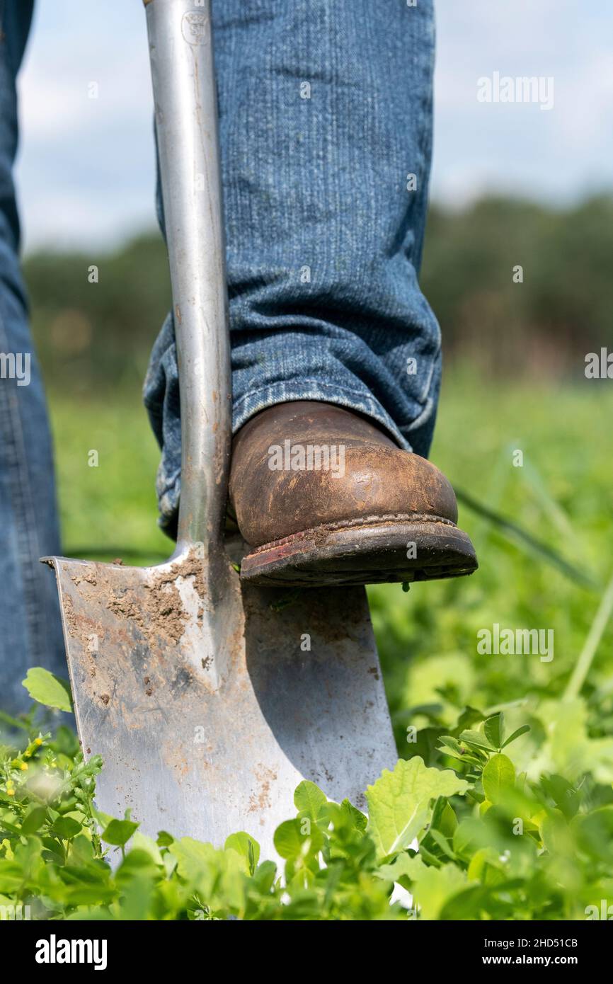 Landwirt mit einem Spaten, um Boden zu graben, um die biologische Qualität zu überprüfen. Co. Durham, Großbritannien. Stockfoto