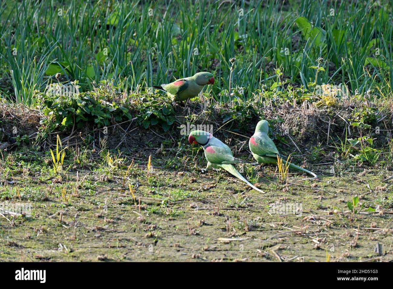 Nahaufnahme des Bündels grün rot Papagei Essen das Futterkorn in der Farm über aus Fokus grün braun Hintergrund. Stockfoto