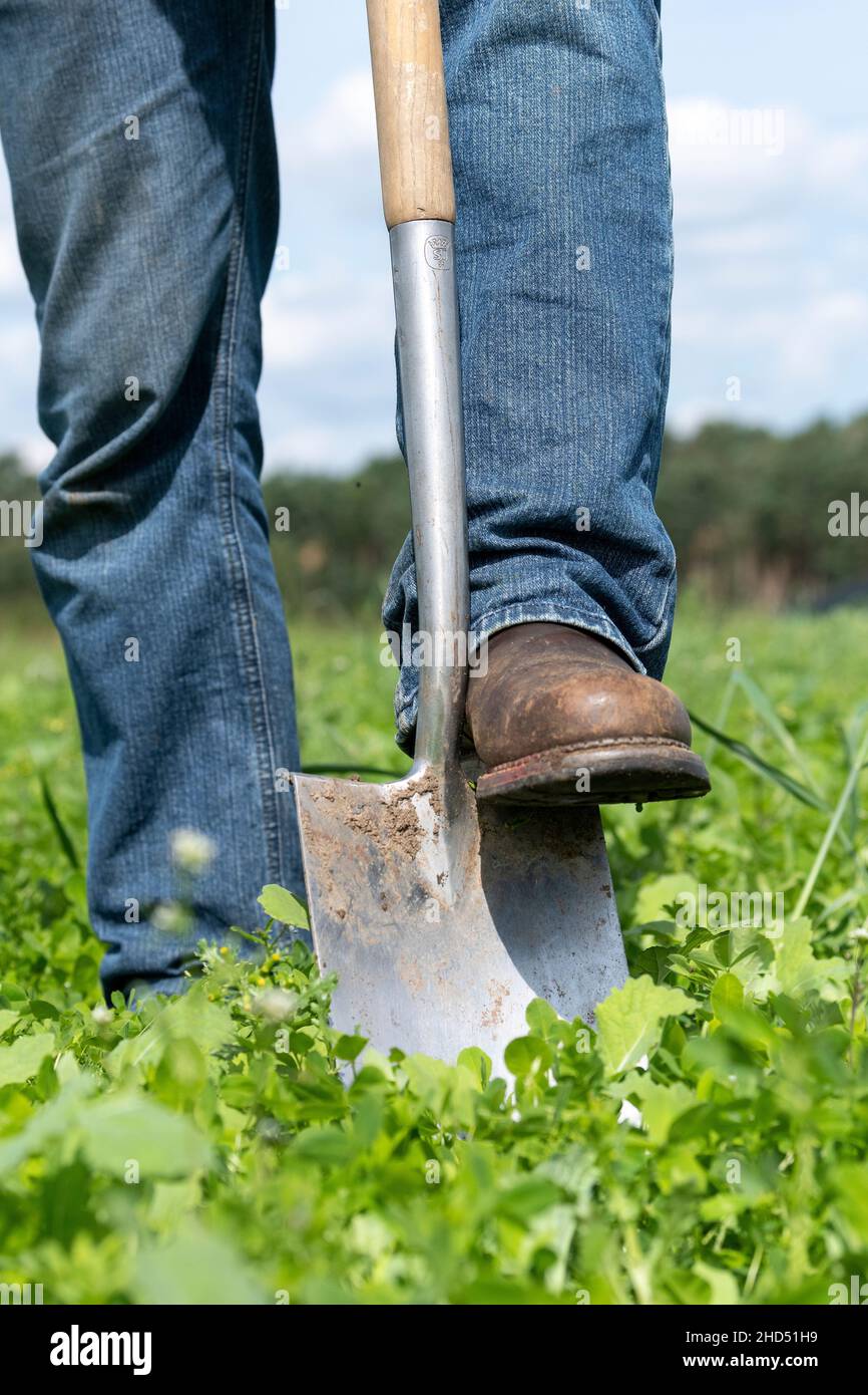 Landwirt mit einem Spaten, um Boden zu graben, um die biologische Qualität zu überprüfen. Co. Durham, Großbritannien. Stockfoto