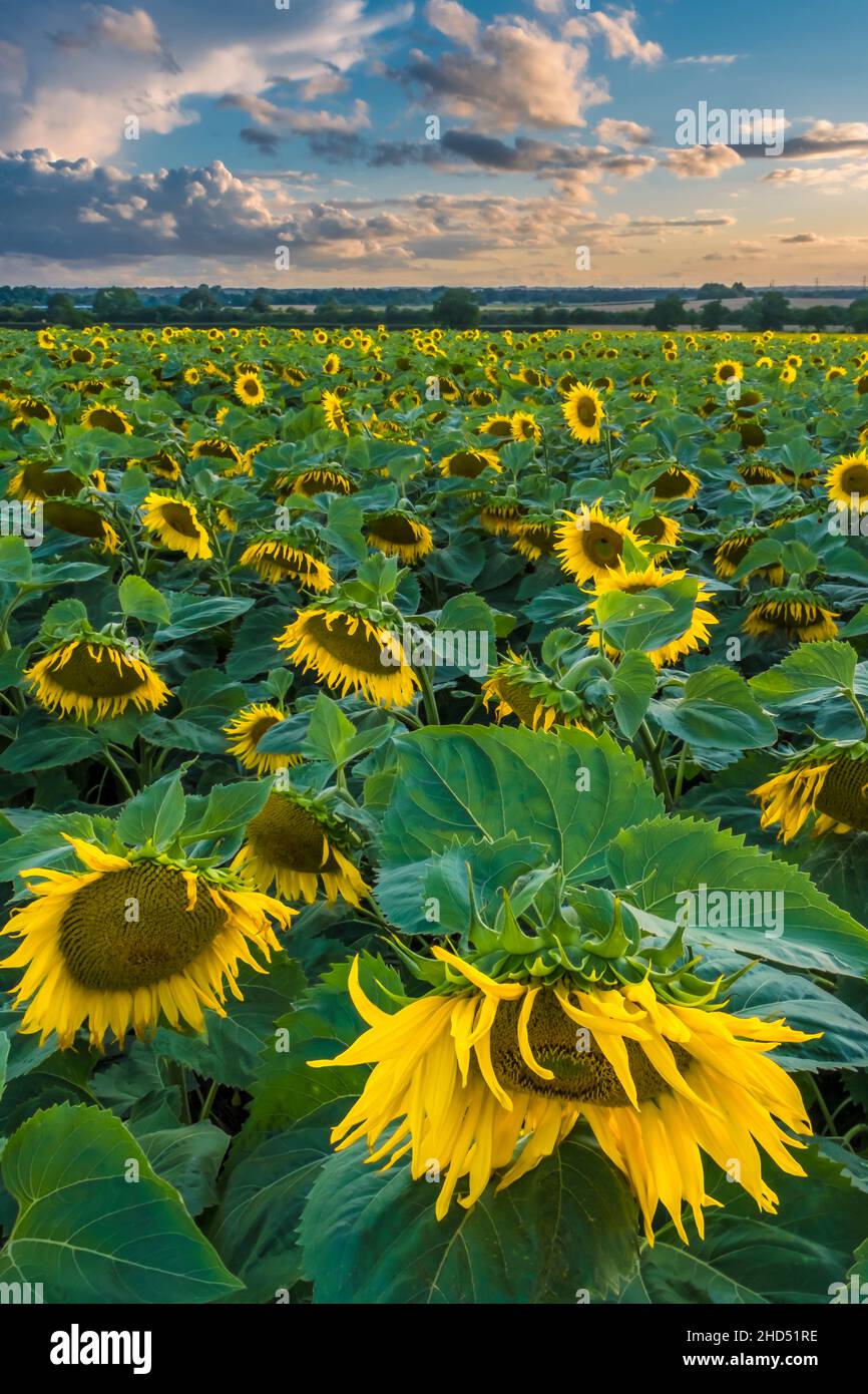 Ein Feld von Sonnenblumen. Stockfoto