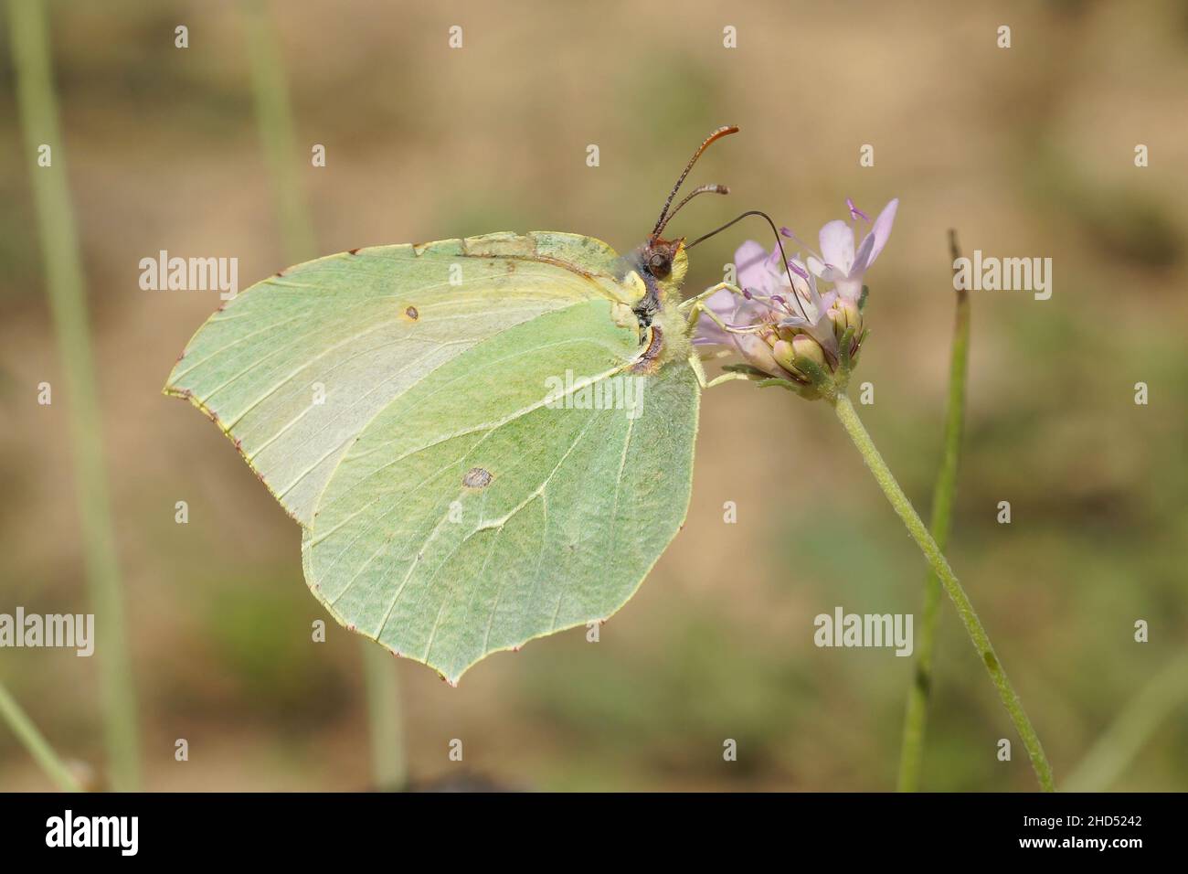 Nahaufnahme des Kleopatra-Schmetterlings, Gonepteryx cleopatra in Gard, Frankreich Stockfoto