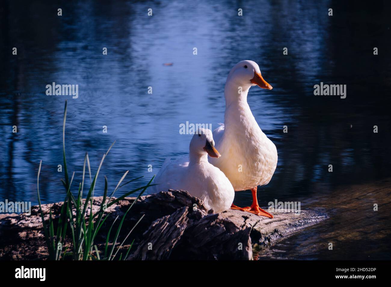 Enten in der Nähe des Wassers blicken weg in Sarmiento Park Stockfoto