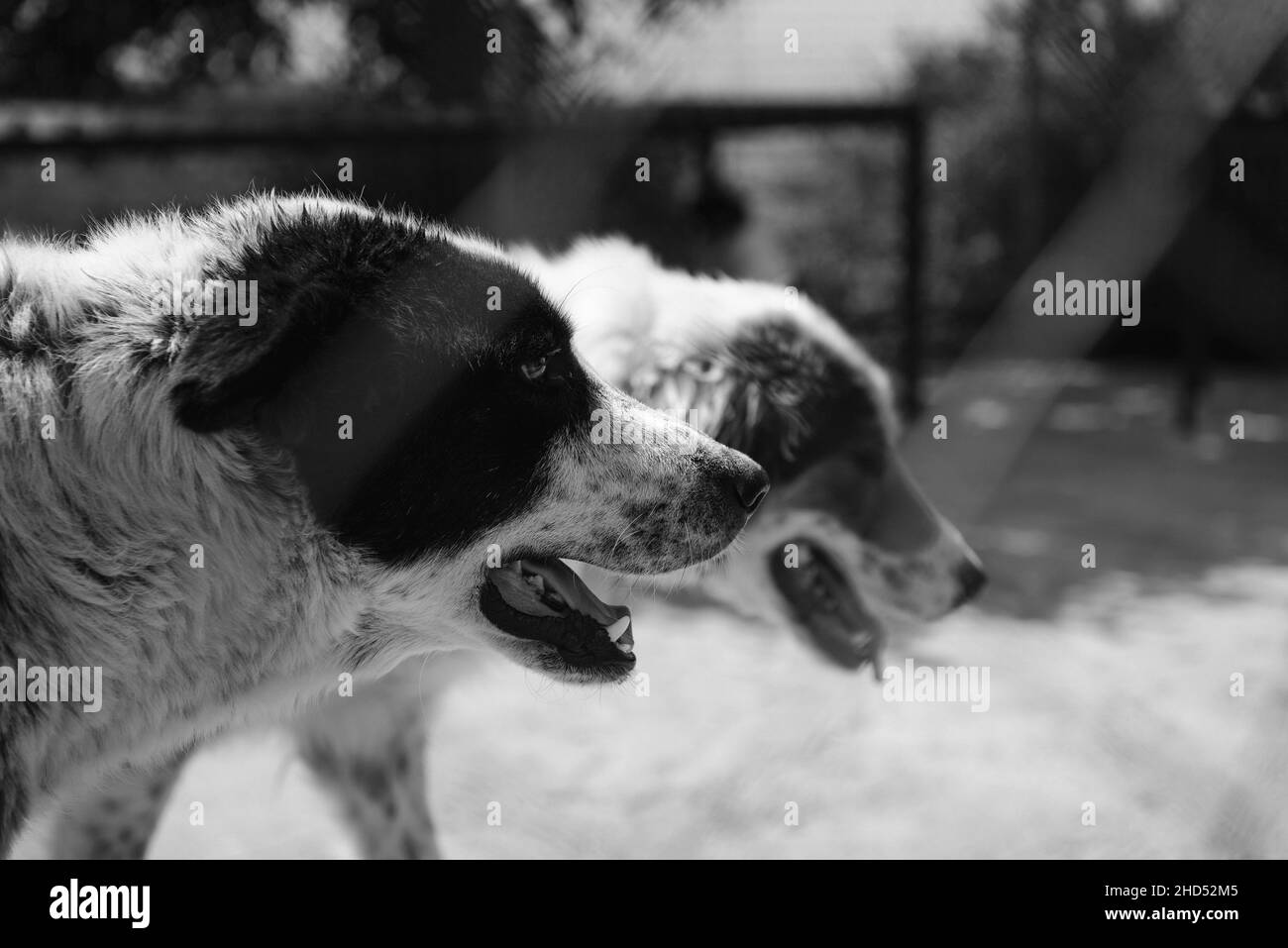 Graustufenaufnahme von zwei Hunden in einem Tierheim Stockfoto