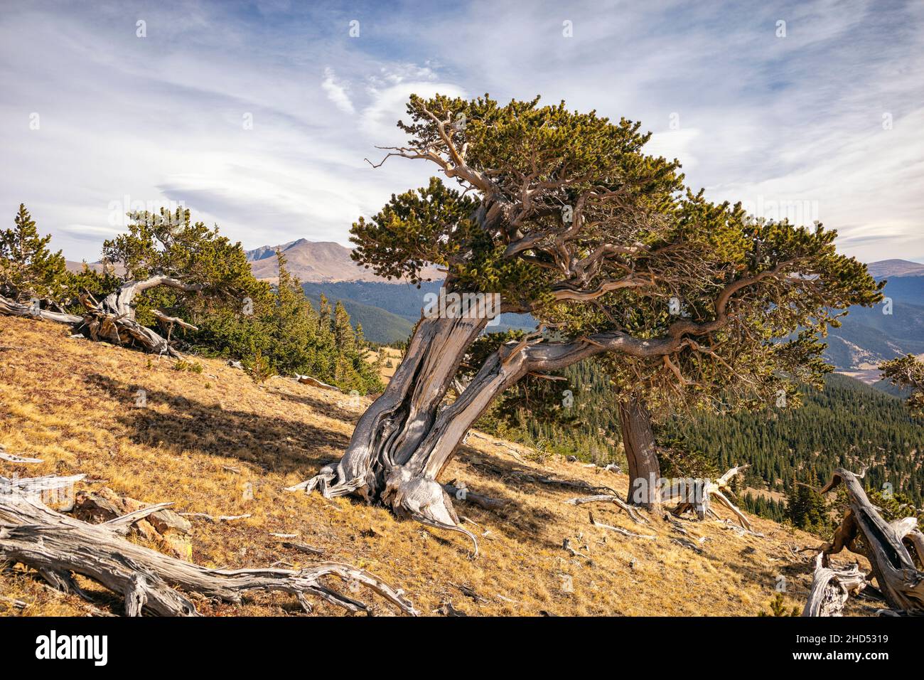 Altes Baumwachstum in den Rocky Mountains, Colorado Stockfoto