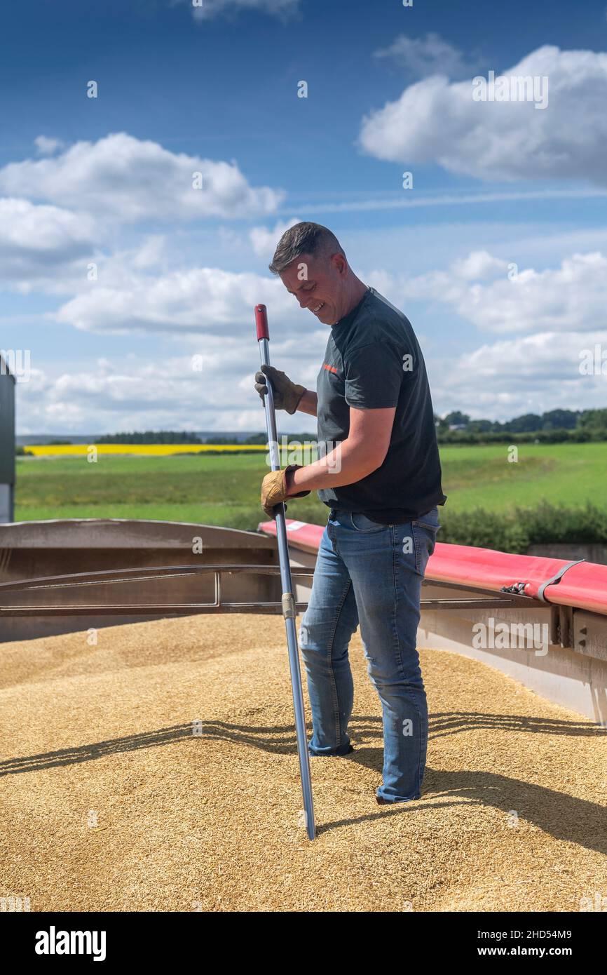 Untersuchung einer Wagenladung mit Getreide, um den Feuchtigkeitsgehalt der Ladung zu prüfen. Stockfoto