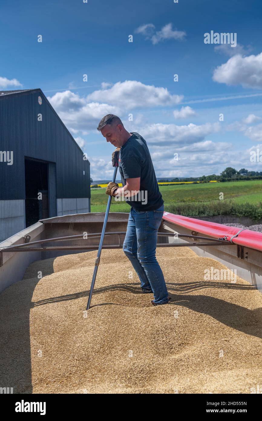 Untersuchung einer Wagenladung mit Getreide, um den Feuchtigkeitsgehalt der Ladung zu prüfen. Stockfoto