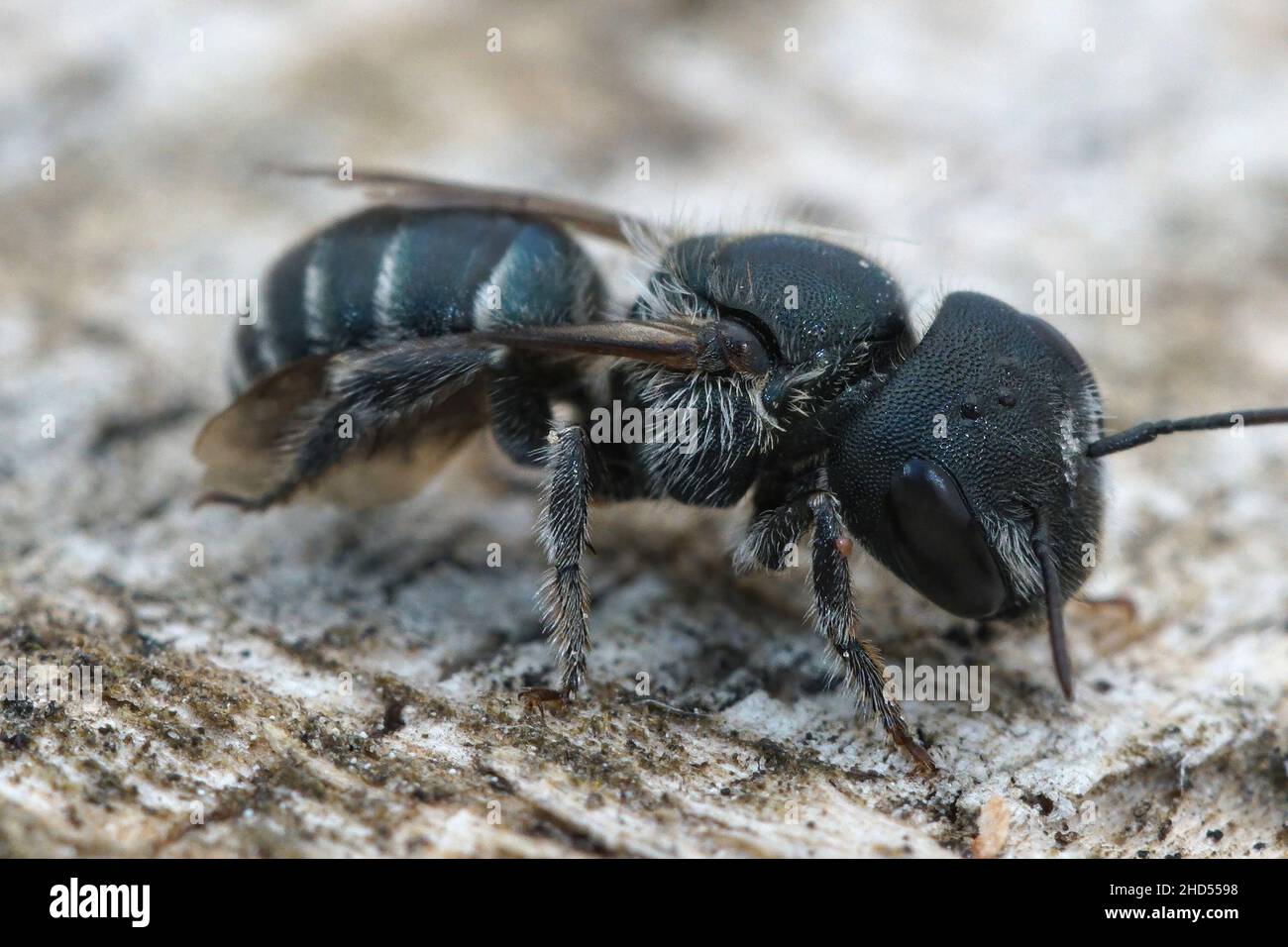 Nahaufnahme einer weiblichen blauen Maurerbiene, Osmia caerulescens Stockfoto