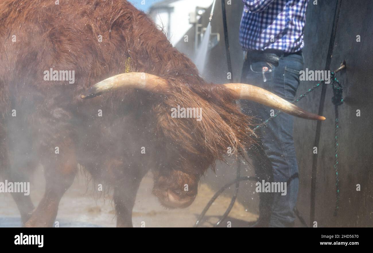 Farmer spült eine Highland Cow nach der Vorstellung auf der Great Yorkshire Show, 2021, Harrogate, Großbritannien Stockfoto