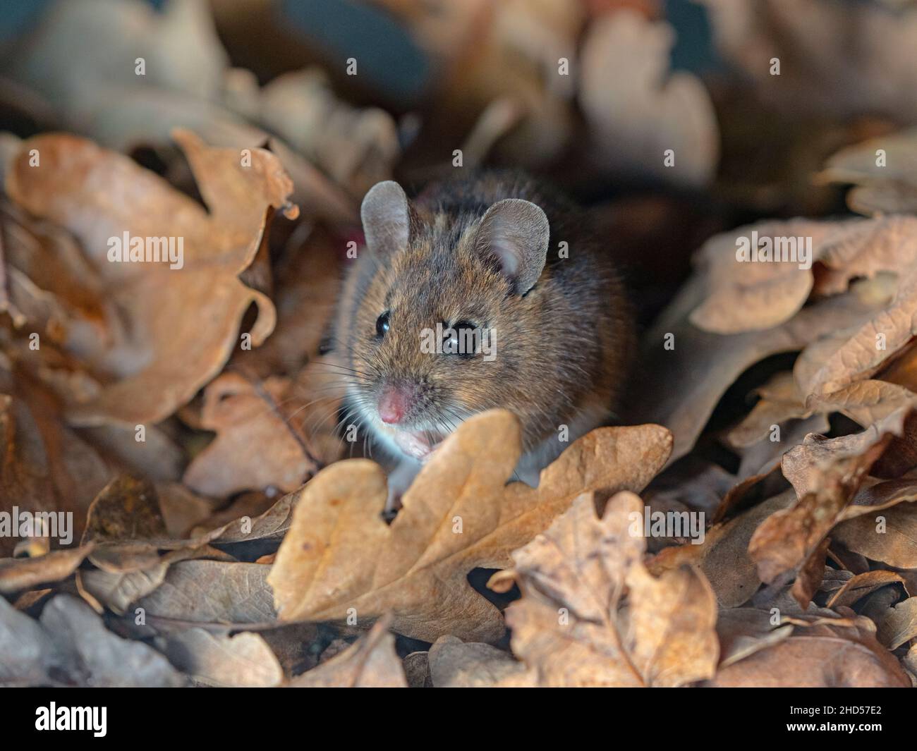 Waldmaus Apodemus sylvaticus Stockfoto