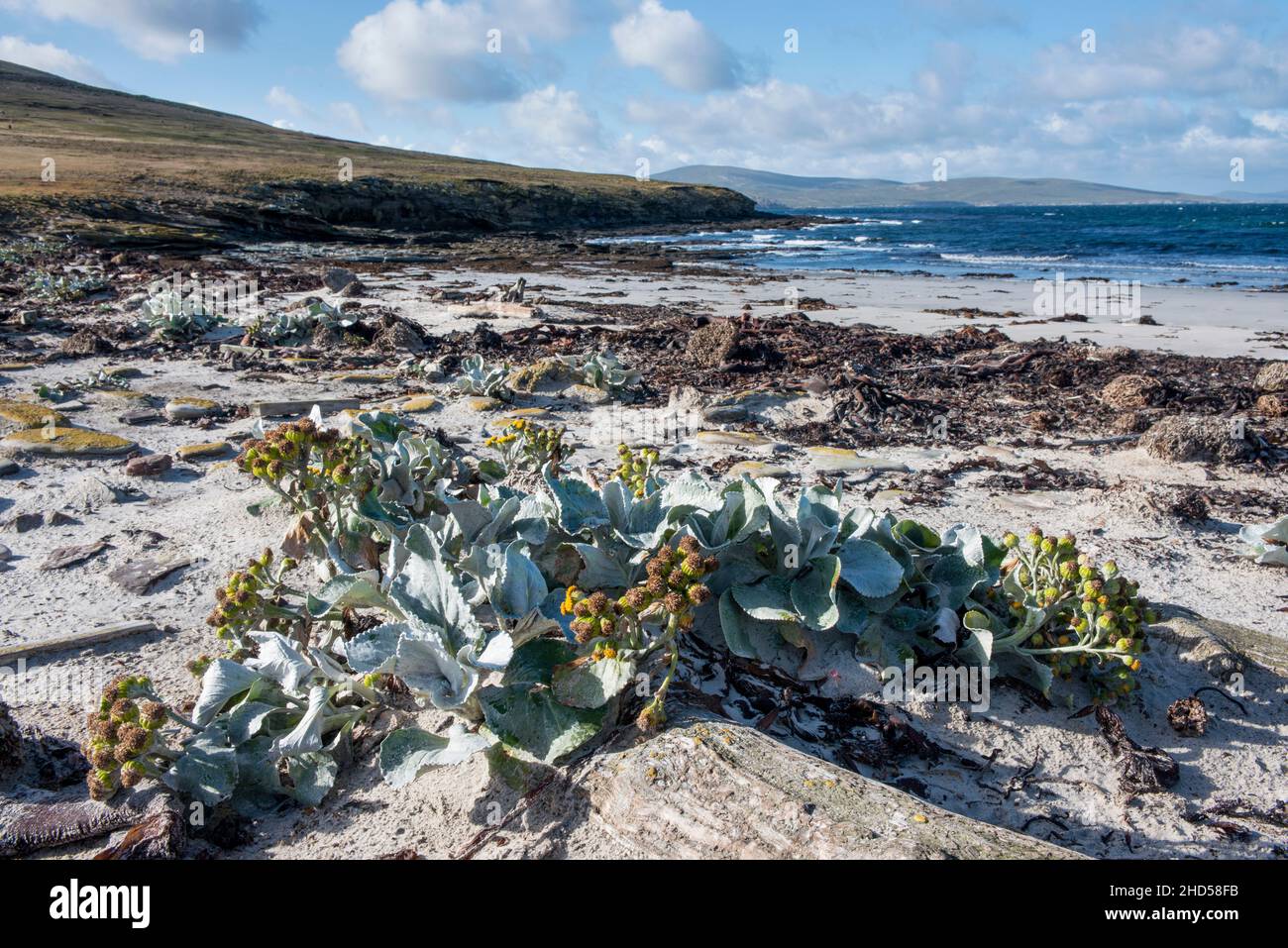 Pflanzen am Strand am Hals auf Saundes Island, Falklandinseln Südatlantik Stockfoto