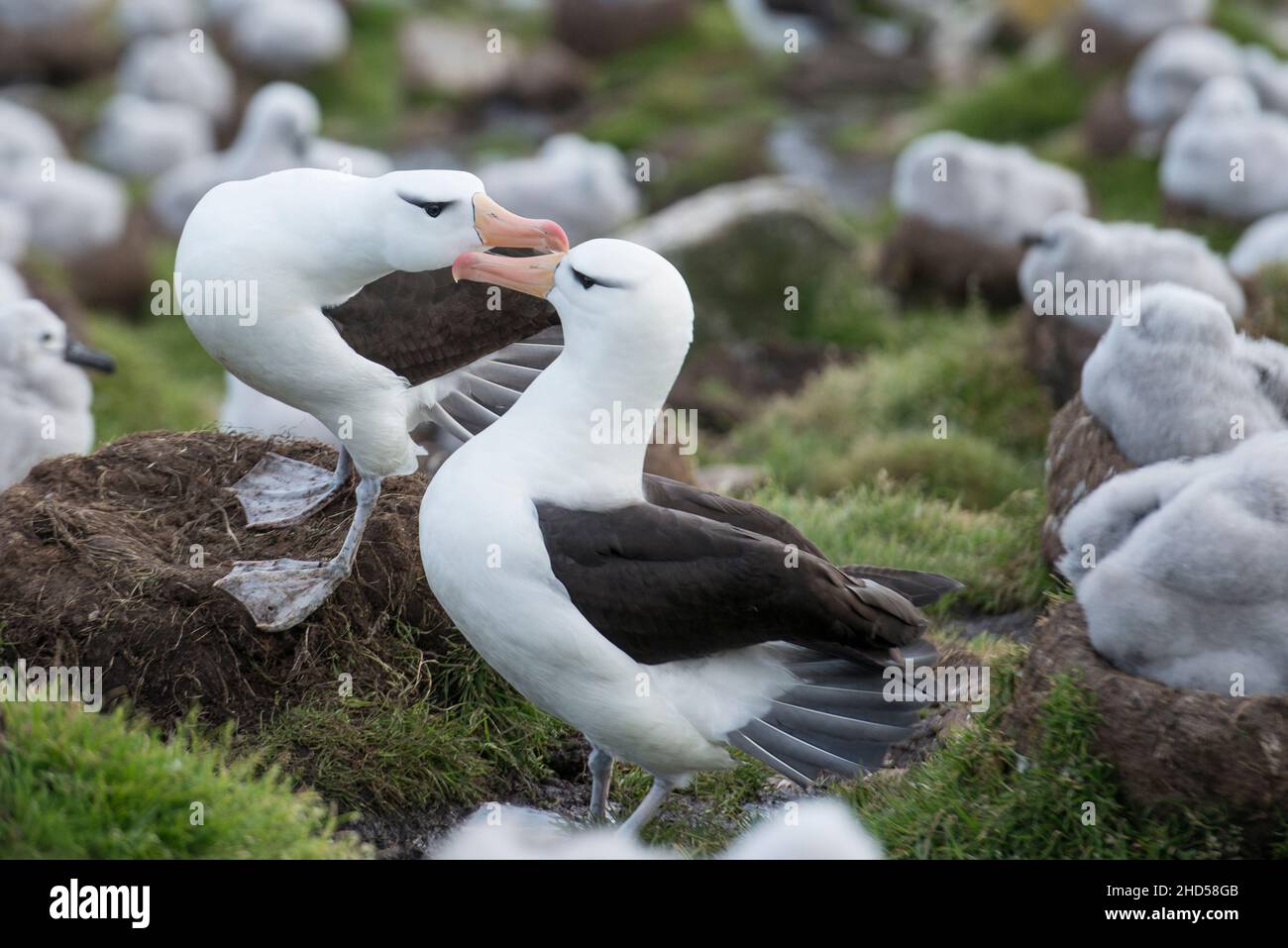 Schwarzbrauen-Albatross ( Thalassarche melanophris ) brüten Falklandinseln Südatlantikpaar grüßt sich bei der Rückkehr gegenseitig Stockfoto