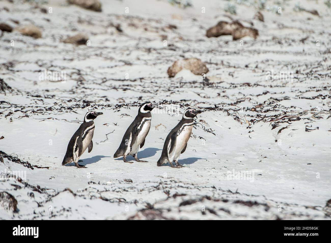 Magellanic Penguins, Spheniscus magellanicus an einem Strand auf Saunders Island, den Falkland Islands. Stockfoto