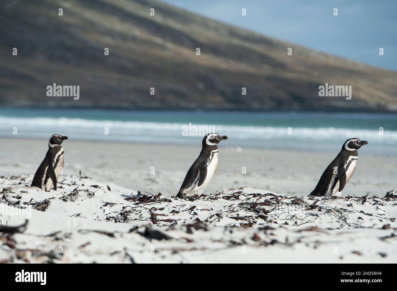 Magellanic Penguins, Spheniscus magellanicus an einem Strand auf Saunders Island, den Falkland Islands. Stockfoto