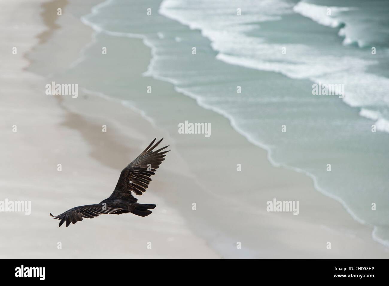 Putengeier, Cathartes Aura auf Saunder Island, den Falklandinseln, südatlantik Stockfoto