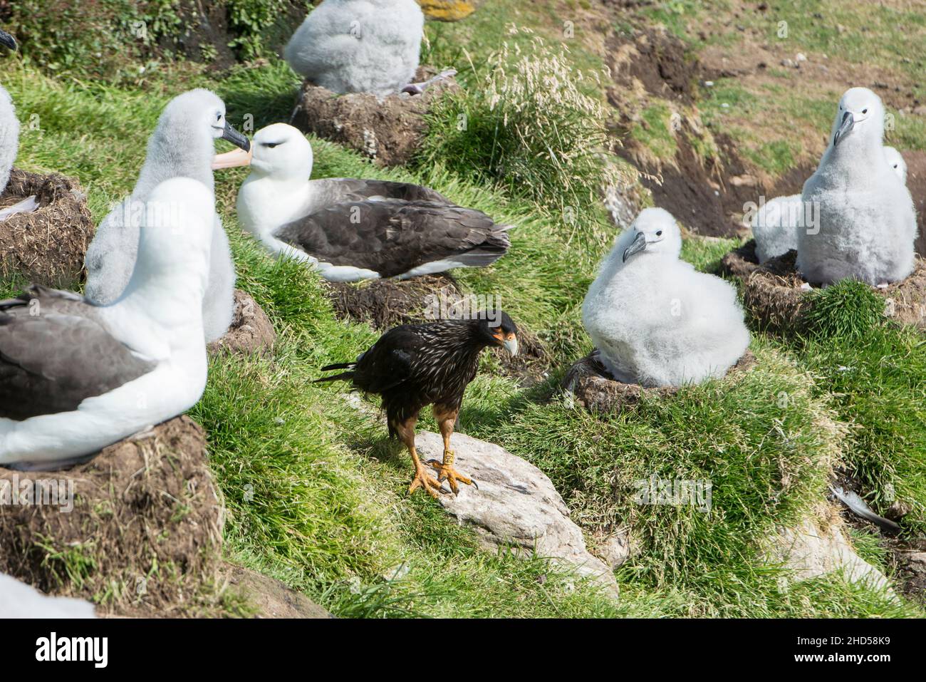 Schwarzbrauen-Albatros ( Thalassarche melanophris ) brüten Falklandinseln Südatlantik Stockfoto