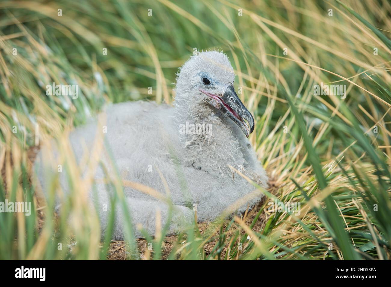 Schwarzbrauen-Albatross ( Thalassarche melanophris ) Küken auf Nest, Falklandinseln Südatlantik, West Point Insel, Ankunft am Nest Stockfoto