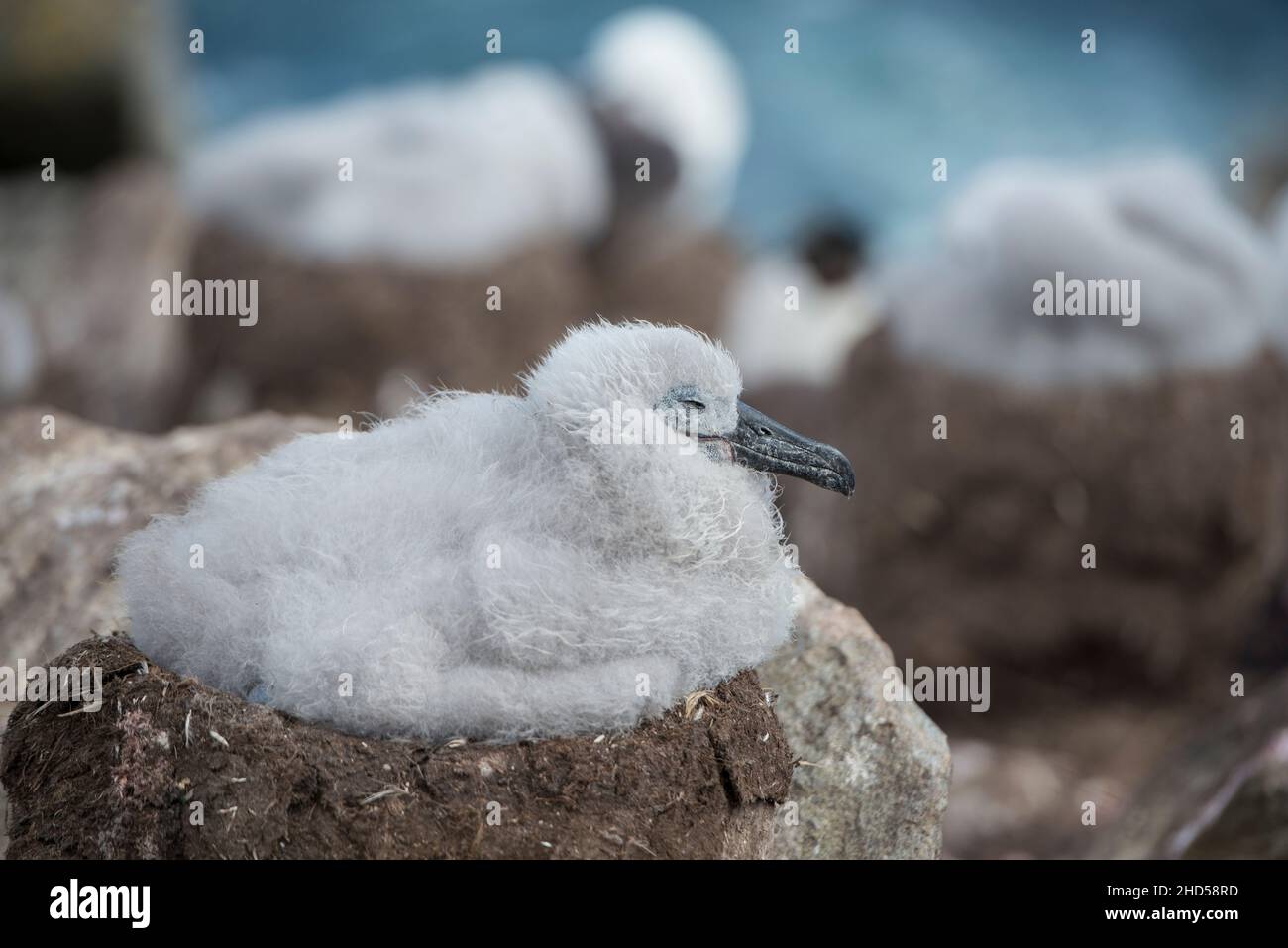 Schwarzbrauen-Albatros ( Thalassarche melanophris ) brüten Falklandinseln Südatlantik Stockfoto