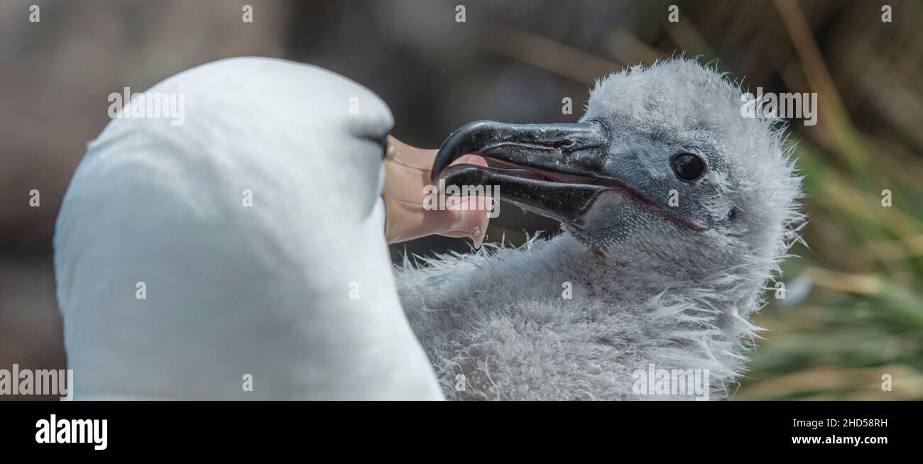 Schwarz gebräunter Albatross ( Thalassarche melanophris ) brütet Falklandinseln Südatlantik, Elternteil füttert Küken Stockfoto