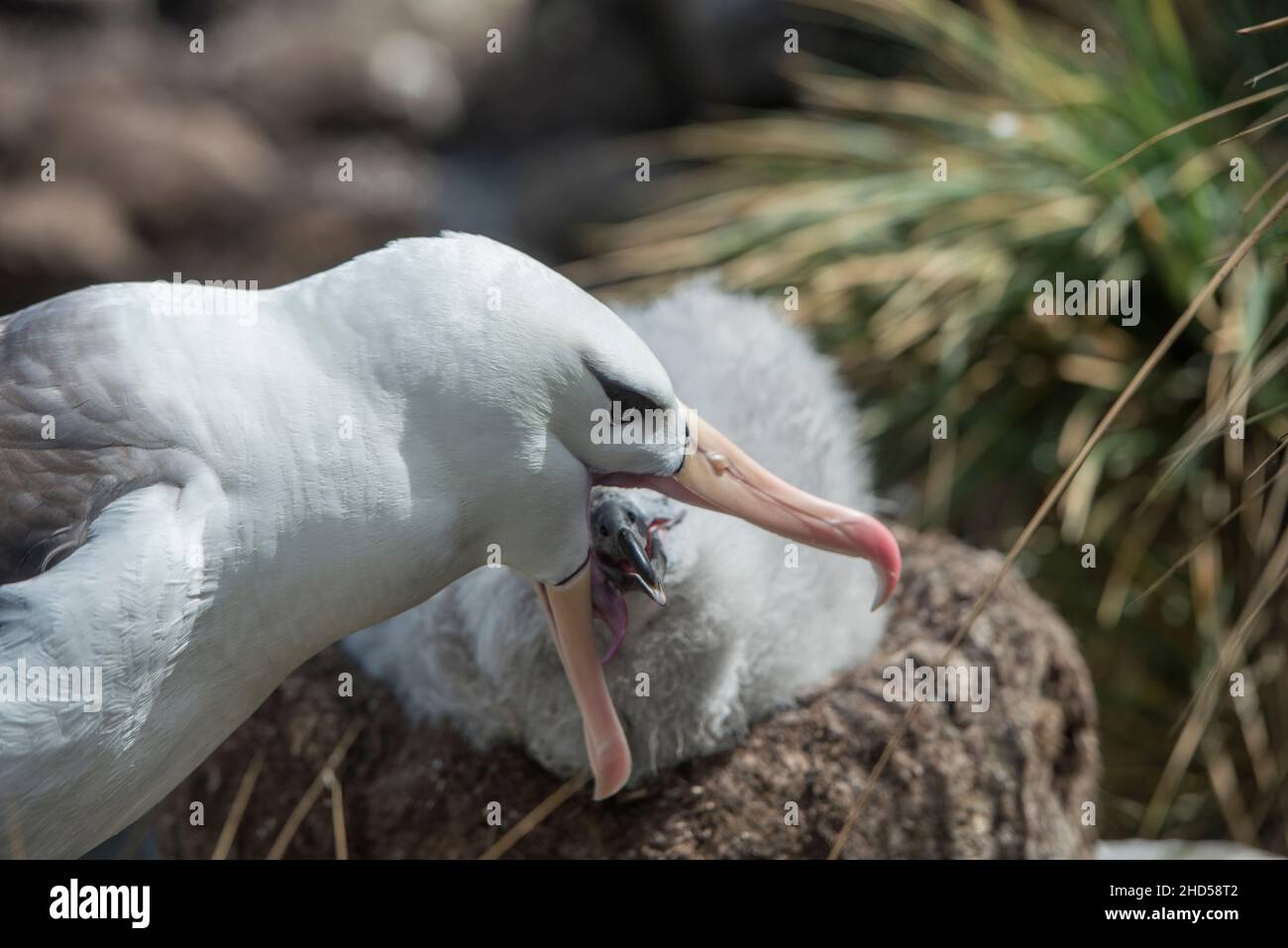 Schwarz gebräunter Albatross ( Thalassarche melanophris ) brütet Falklandinseln Südatlantik, Elternteil füttert Küken Stockfoto