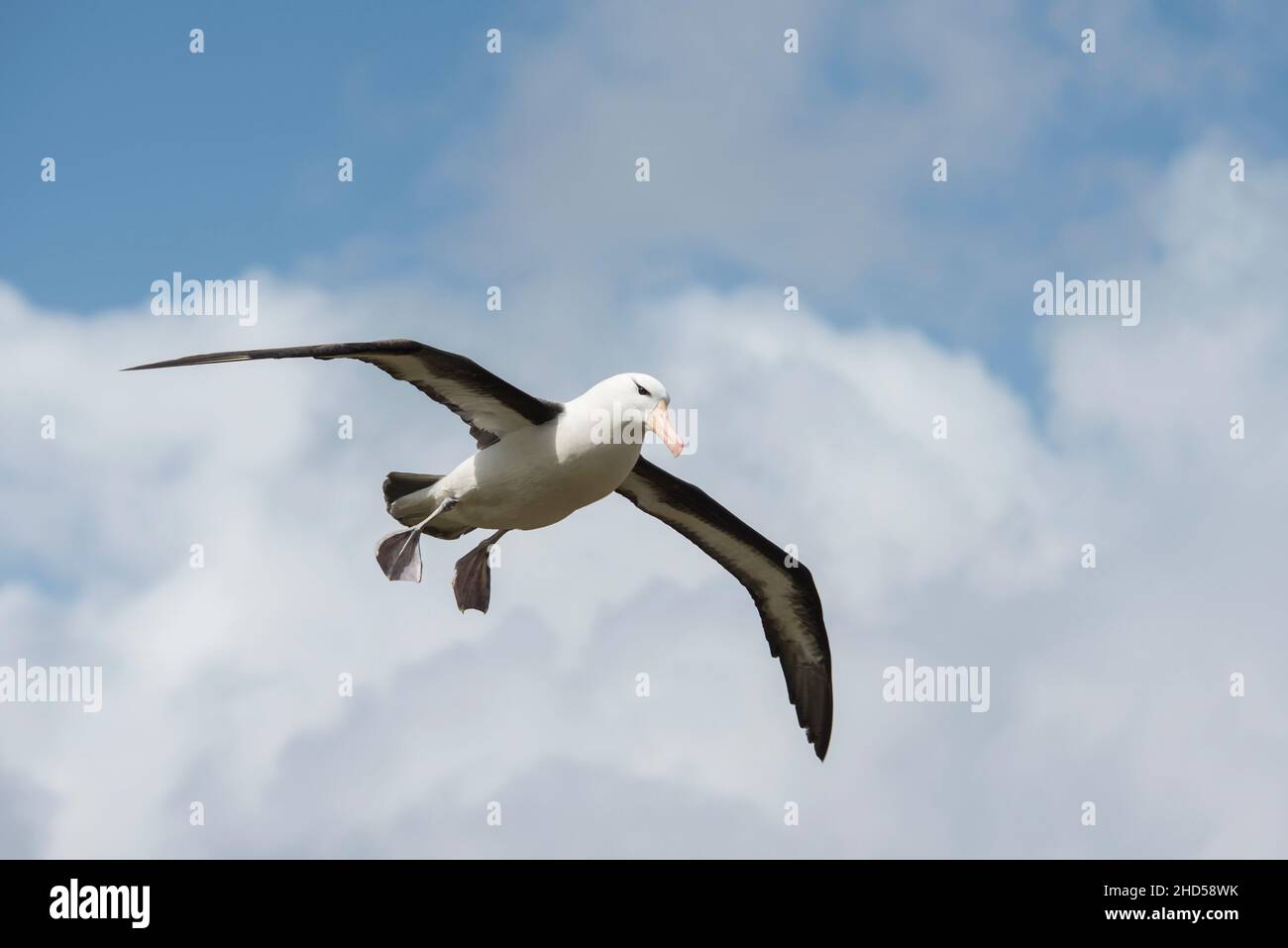 Schwarzbrauner Albatross ( Thalassarche melanophris ) Falklandinseln Südatlantik, Westpunktinsel, Ankunft am Nest Stockfoto